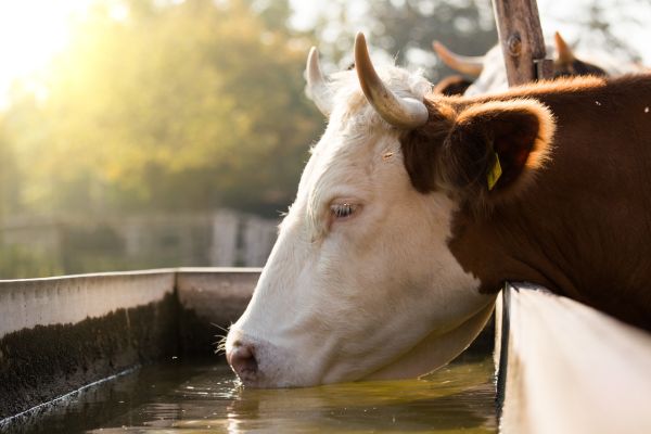 cara memberi minum sapi yang benar